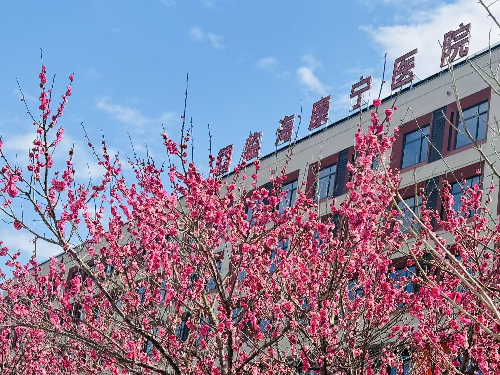 梅花2.jpg 梅花2.jpg